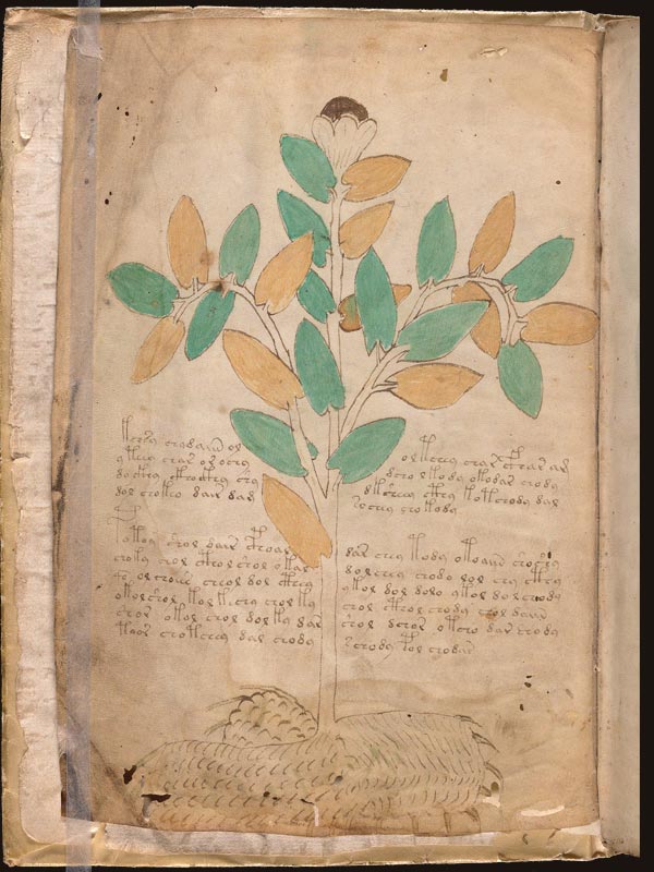 Gordolobo-(Verbascum-thapsus)-(f1v) Gordolobo-(Verbascum-thapsus)-(f1v)