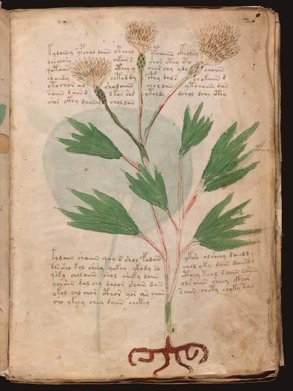 Senna-de-Alejandría-(Senna-alexandrina)-(f2r) Senna-de-Alejandría-(Senna-alexandrina)-(f2r)