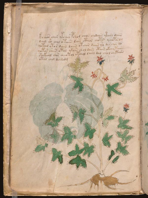 Harmal-(Peganum-harmala)-(f5v)