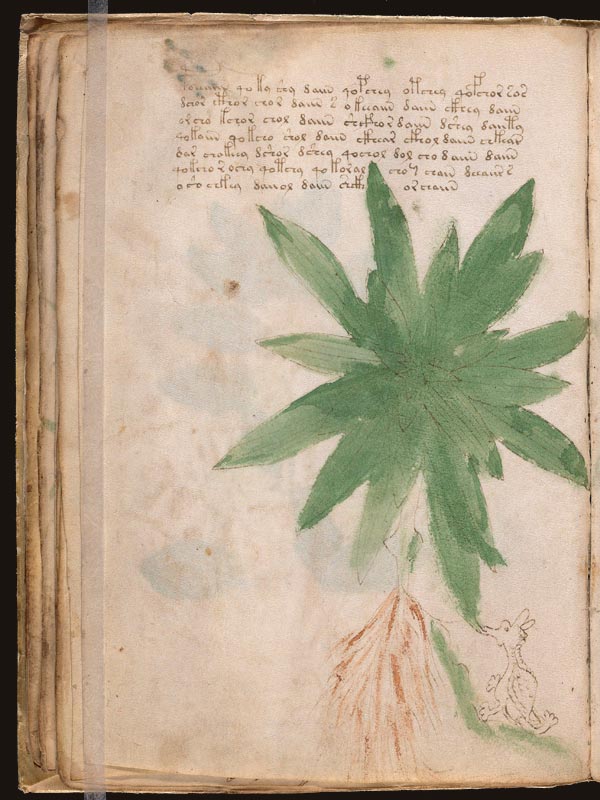 Genciana-(Gentiana-lutea)-(f25v) Genciana-(Gentiana-lutea)-(f25v)