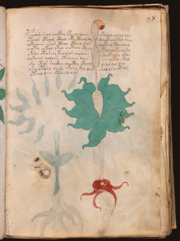 Zarzamora-(Rubus-fruticosus)-(f28r)