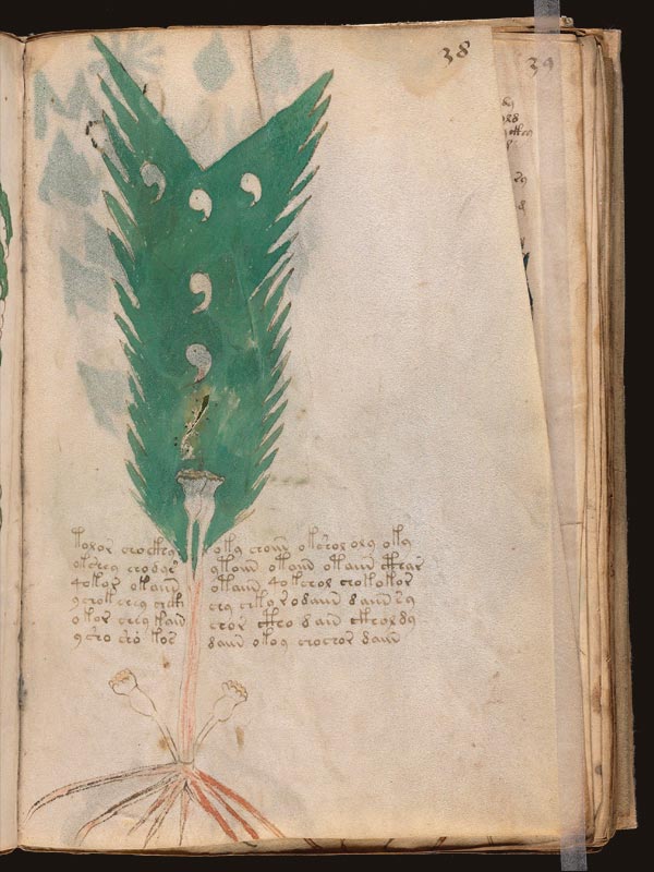 Draconia-(Dracunculus-vulgaris)-(f38r)