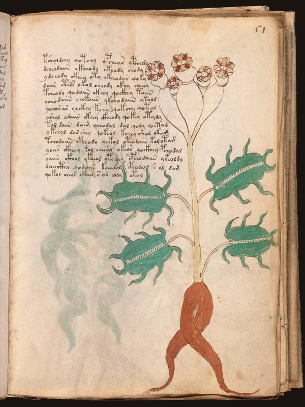 Quercus-(droga-vegetal-astringente)-(f51r)