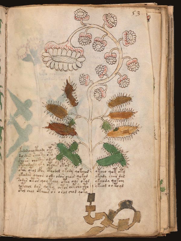 Eléboro-(Helleborus)-(f53r) Eléboro-(Helleborus)-(f53r)