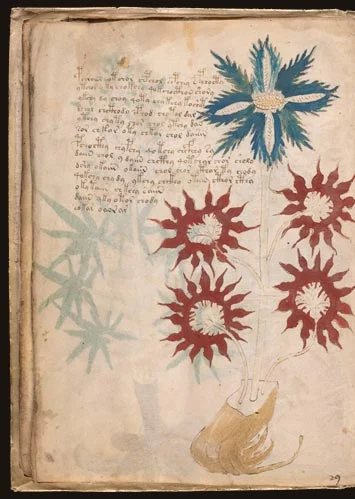 Secci&oacute;n Bot&aacute;nica